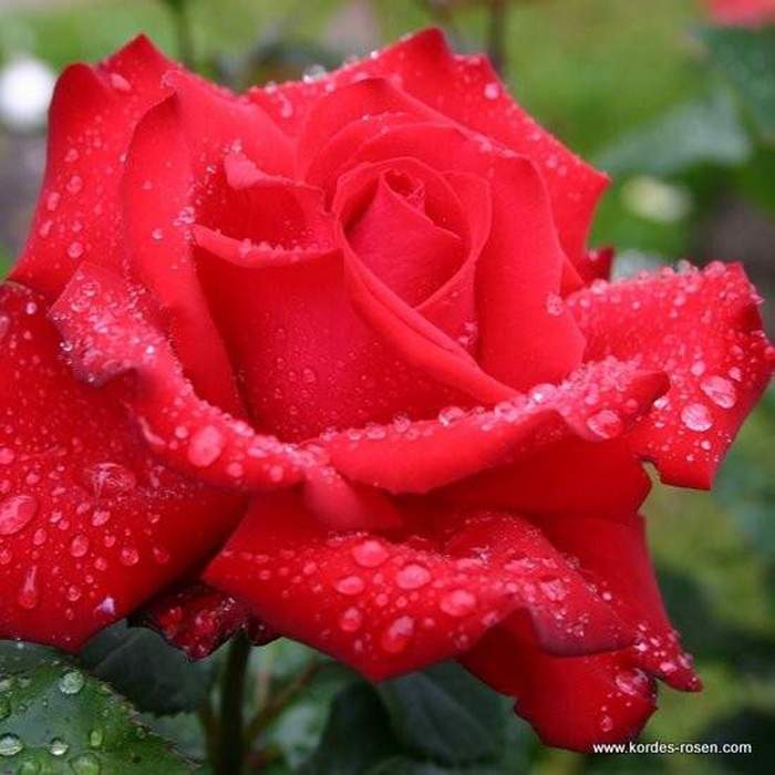 E-shop Růže Kordes 'Grande Amore' kmínek, květináč 9 litrů