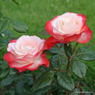 Růže Kordes 'Nostalgie' kmínek 120cm