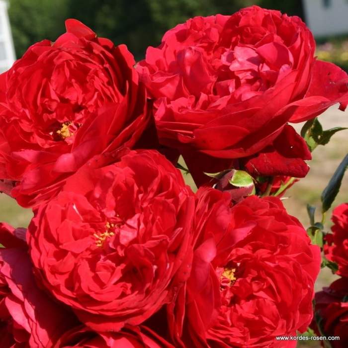 Levně Růže pnoucí Kordes 'Florentina' květináč 5 litrů, vyvazovaná
