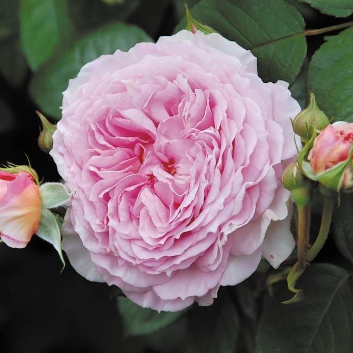Levně Růže pnoucí D.Austin 'James Galway' květináč 5 litrů, vyvazovaná