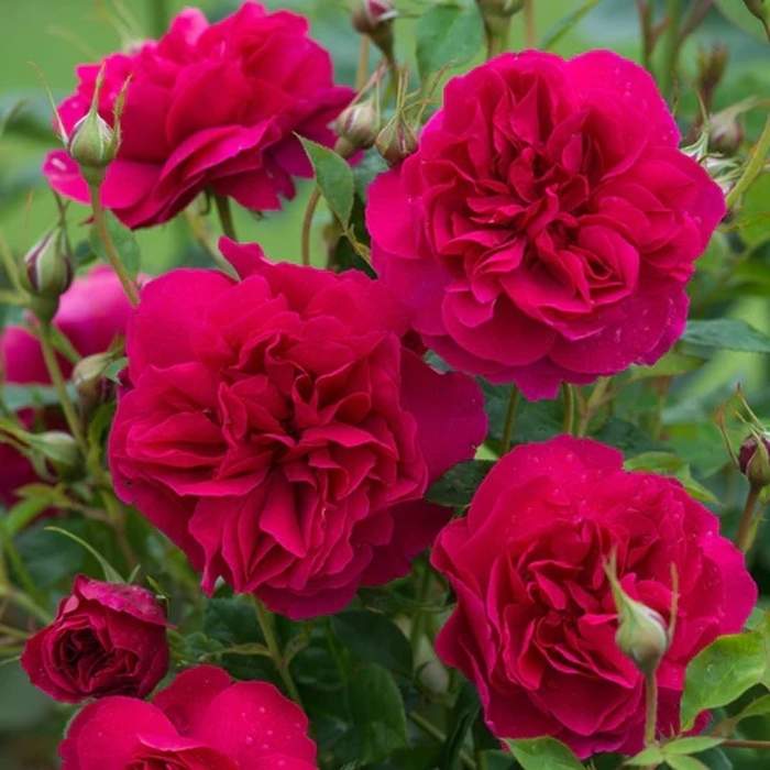 E-shop Růže pnoucí D.Austin 'Thomas a Becket' květináč 5 litrů, vyvazovaná