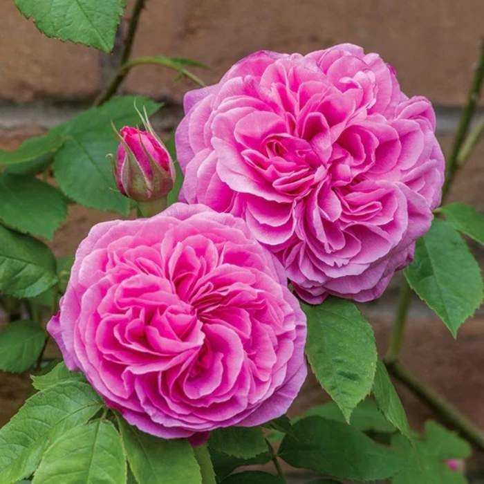 Růže pnoucí D.Austin 'Gertrude Jekyll' špalír, květináč 10 litrů