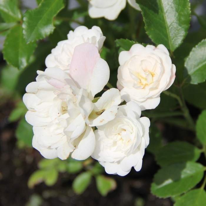 Levně Růže 'Crystal Fairy' květináč 3 litry