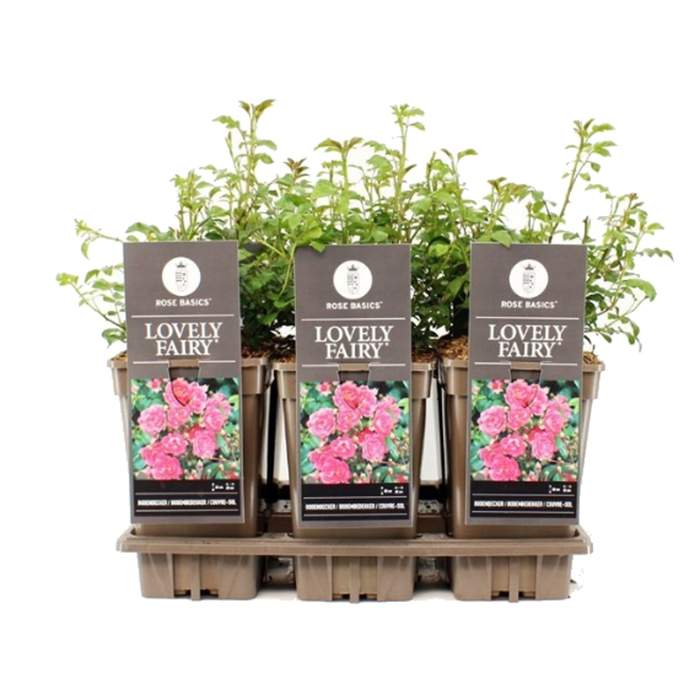 E-shop Růže 'Lovely Fairy' květináč 3 litry