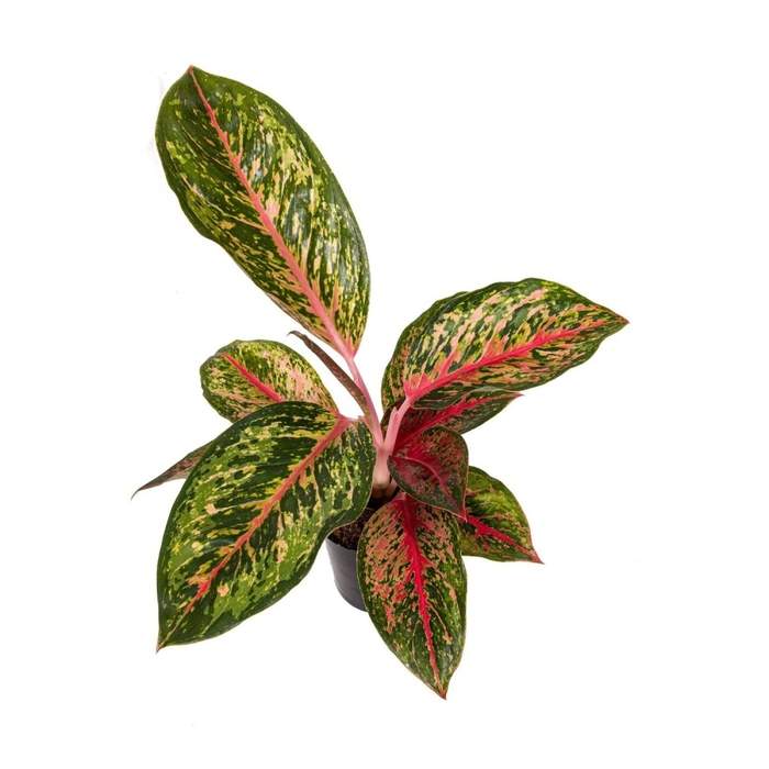 E-shop Aglaonema 'Lychee Red' květináč 12cm