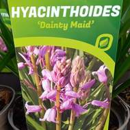 Hyacintovec španělský mix květináč 17cm