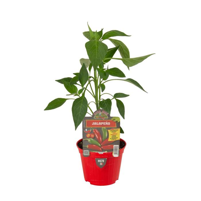 E-shop Paprika chilli 'Ruben/Jalapeňo' F1 květináč 10cm