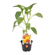 Paprika 'Capriglio' květináč 10cm