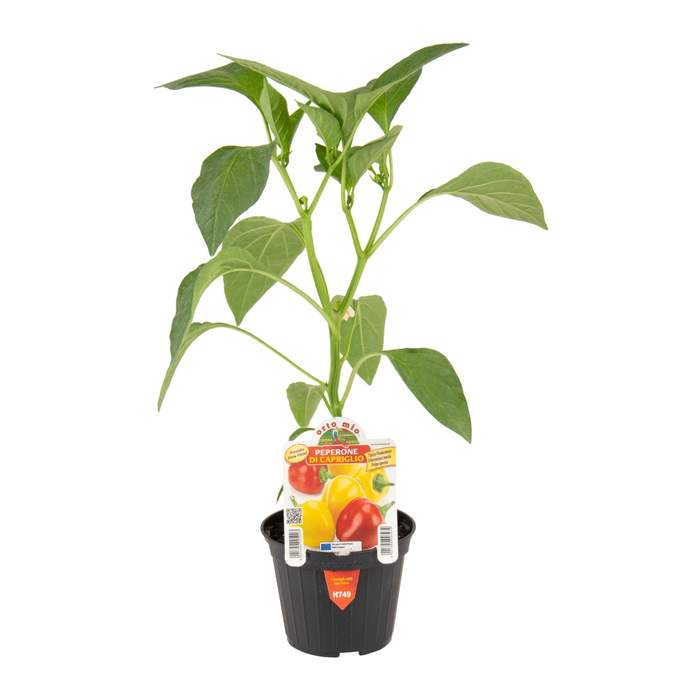 E-shop Paprika 'Capriglio' květináč 10cm