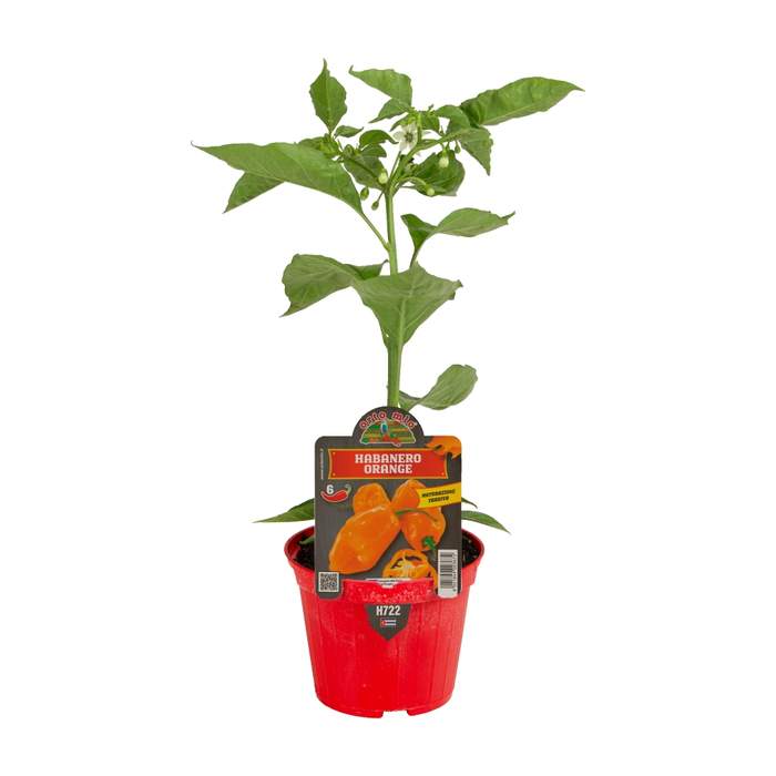 E-shop Paprika chilli 'Habanero Arancio' květináč 10cm