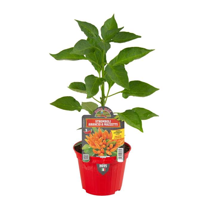 E-shop Paprika chilli 'Stromboli' květináč 10cm