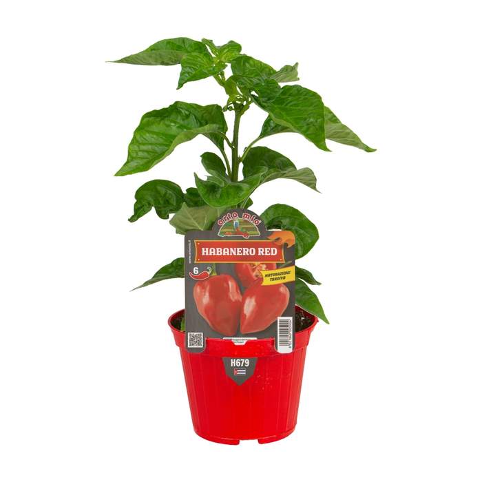 E-shop Paprika chilli 'Habanero Rosso/Red' květináč 10cm