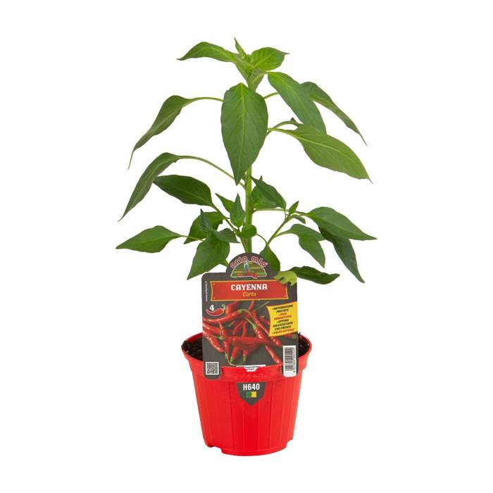 E-shop Paprika chilli 'Cayenna Hot 187' F1 květináč 10cm