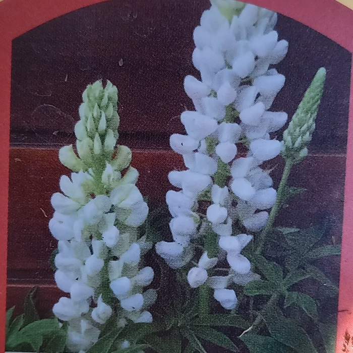 E-shop Lupina mnoholistá 'Lupini White' květináč 9cm