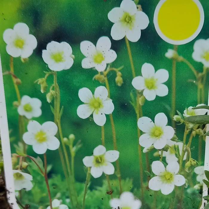 Levně Lomikámen Arendsův 'Schwefelglanz' květináč 9cm