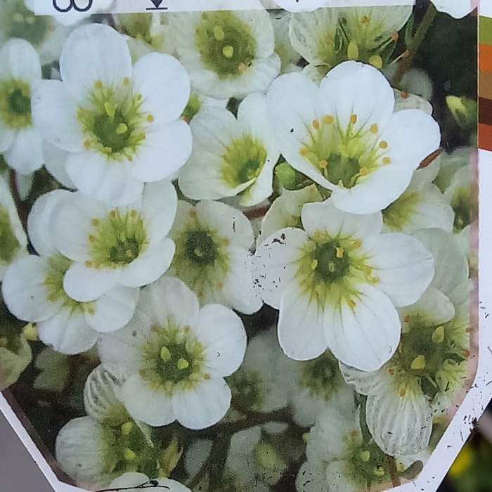 Levně Lomikámen Arendsův 'Adebar' květináč 9cm