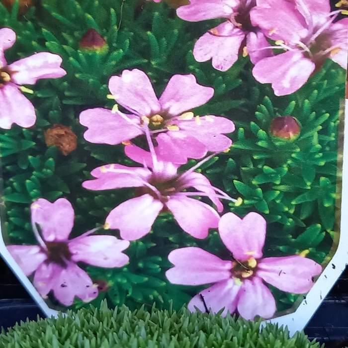 Silenka bezlodyžná 'Mount Snowdon' květináč 9cm