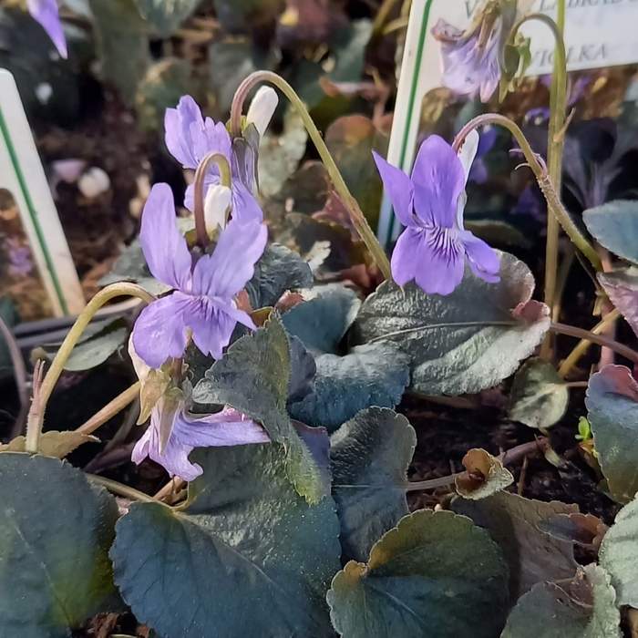 E-shop Violka růžkatá 'Purpurea' květináč 9cm