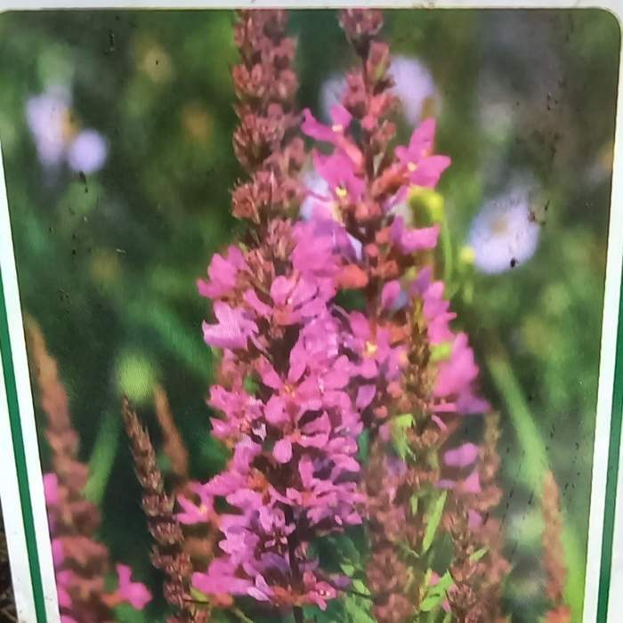 Levně Kyprej vrbice 'Morden Pink' květináč 9cm
