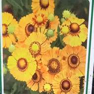 Záplevák 'Goldrausch' květináč 9cm