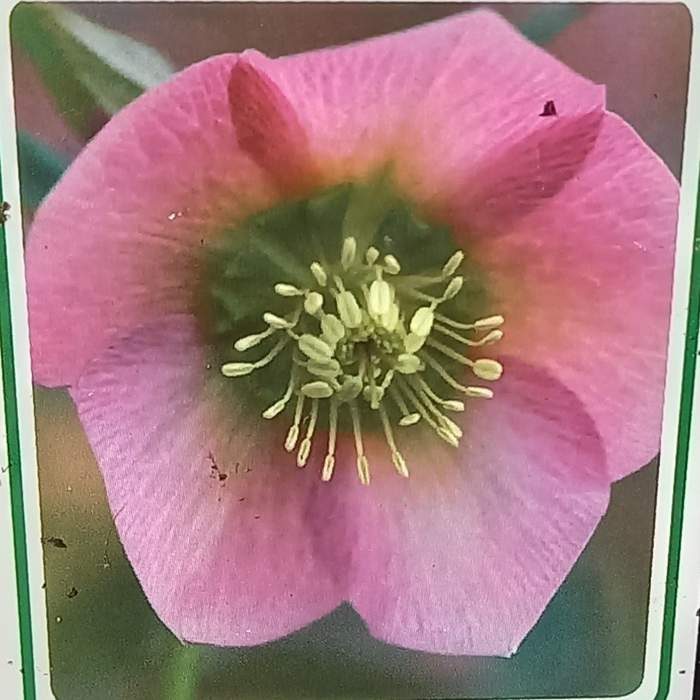 Levně Čemeřice východní 'Pretty Ellen Pink' květináč 11cm