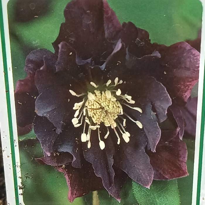 E-shop Čemeřice východní 'Pretty Ellen Purple' květináč 11cm
