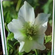 Čemeřice východní 'Pretty Ellen White' květináč 11cm