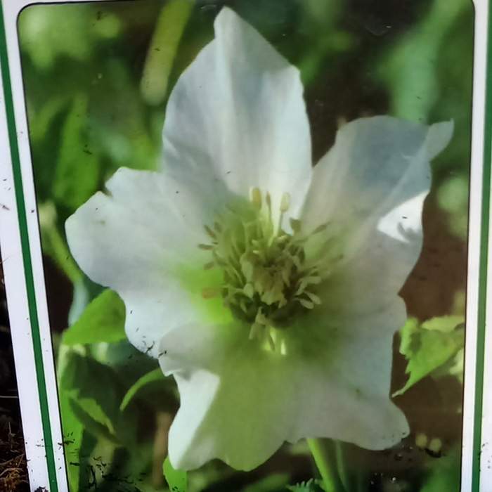 E-shop Čemeřice východní 'Pretty Ellen White' květináč 11cm