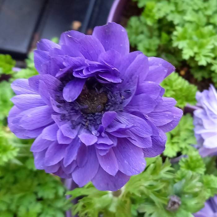 Levně Sasanka věncová 'Animo Double Blue' květináč 1,5 litru