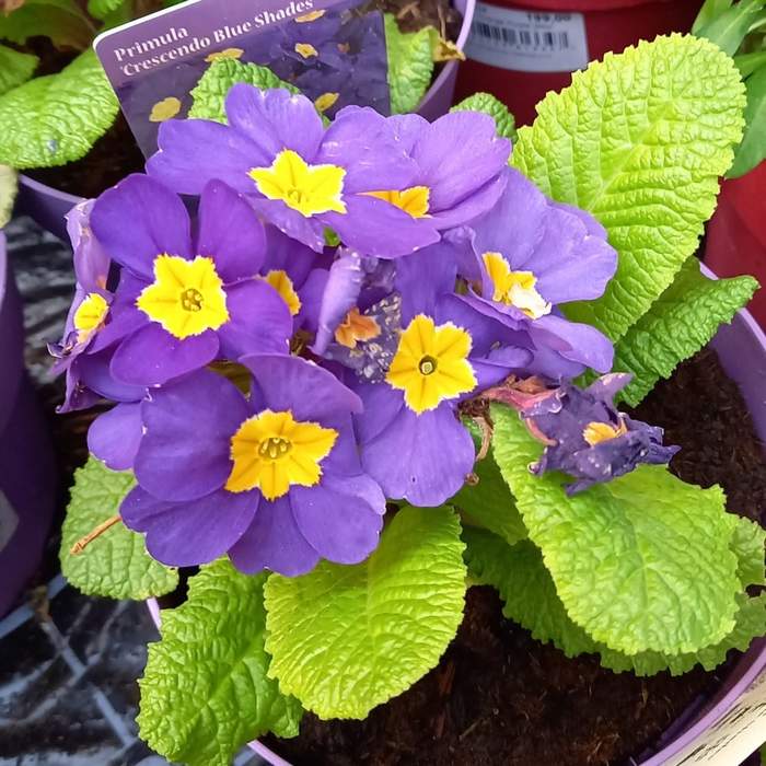 Levně Prvosenka 'Crescendo Violet Shades' květináč 1,5 litru