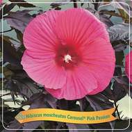 Ibišek bahenní 'Carousel Pink Passion' květináč 5 litrů