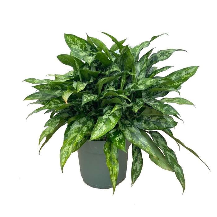 E-shop Aglaonema 'Maria' hydroponický květináč 27cm