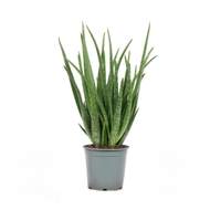 Aloe pravá květináč 3 litry