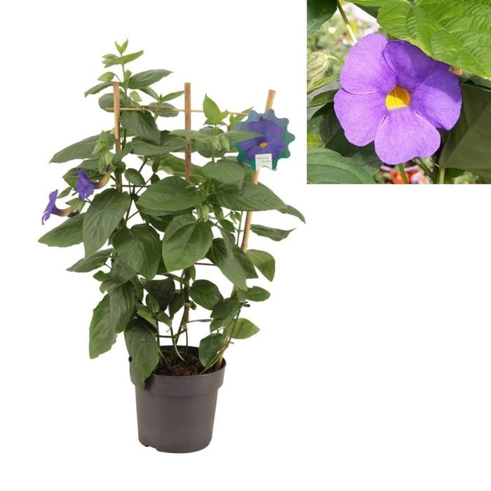 Levně Černooká Zuzana fialová květináč 17cm