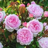 Růže D.Austin 'Olivia Rose Austin' květináč 5 litrů