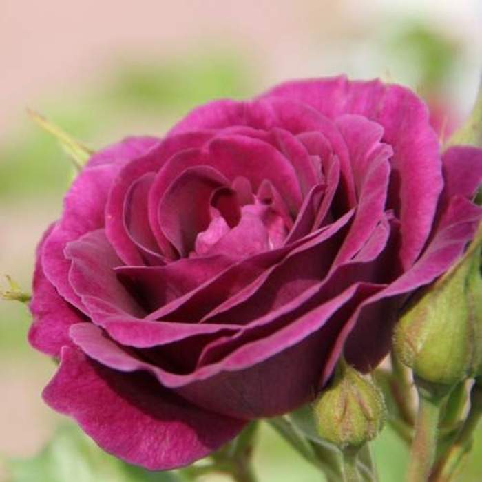 Levně Růže 'Minerva' květináč 5 litrů