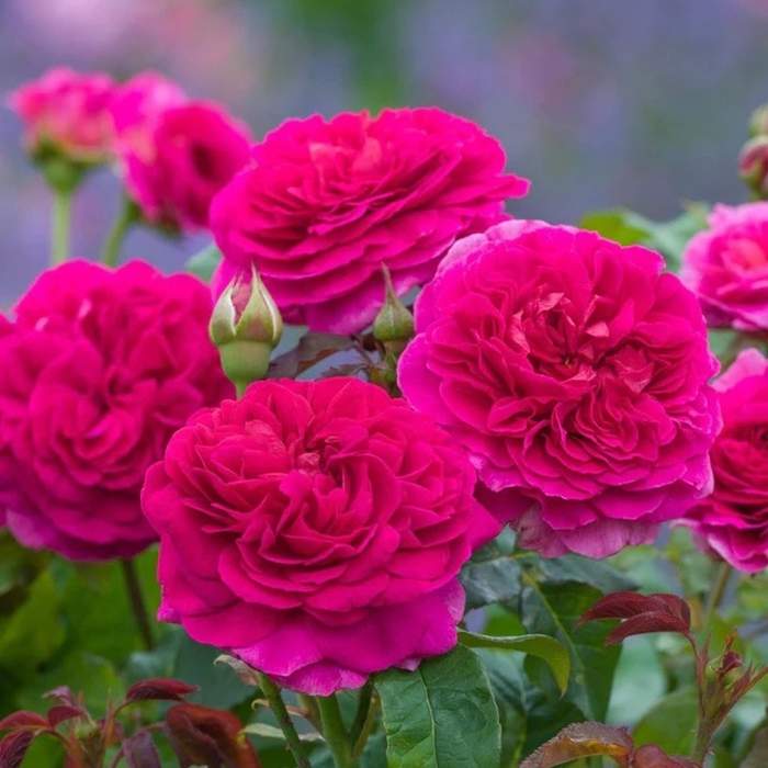 Levně Růže D.Austin 'Gabriel Oak' květináč 5 litrů