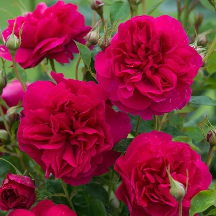 Levně Růže D.Austin 'Thomas a Becket' květináč 5 litrů