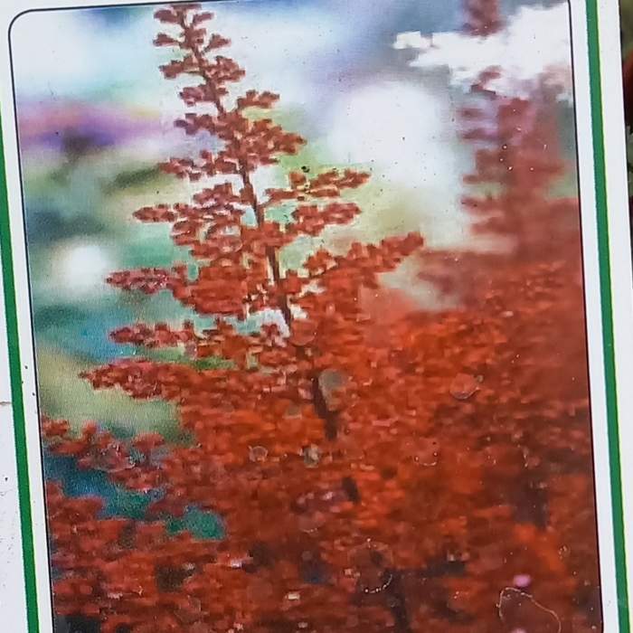 Levně Čechrava Arendsova 'Burgundy Red' květináč 9cm