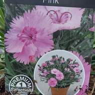 Hvozdík péřitý 'Dixie Pink' květináč 9cm