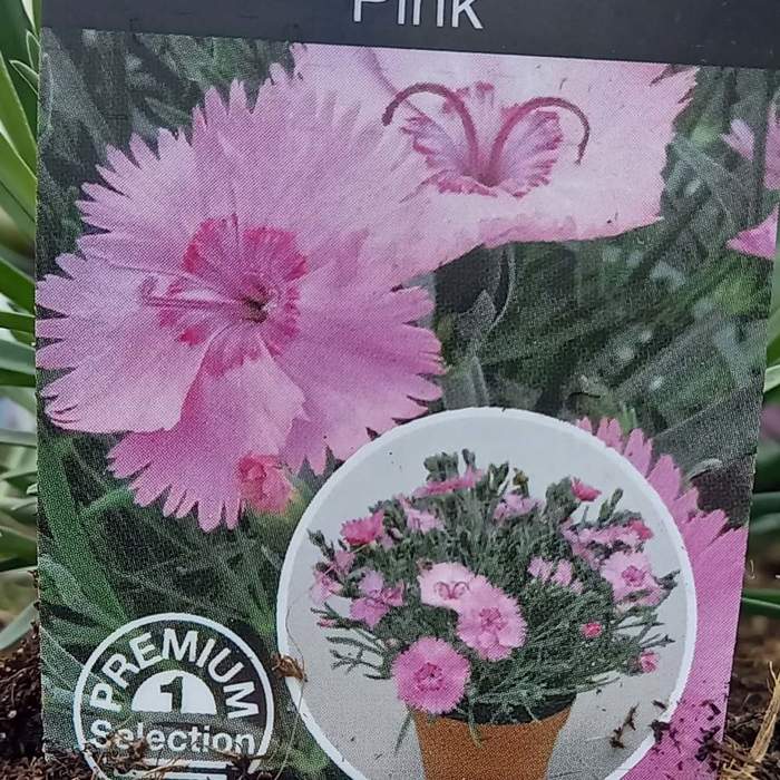 E-shop Hvozdík péřitý 'Dixie Pink' květináč 9cm