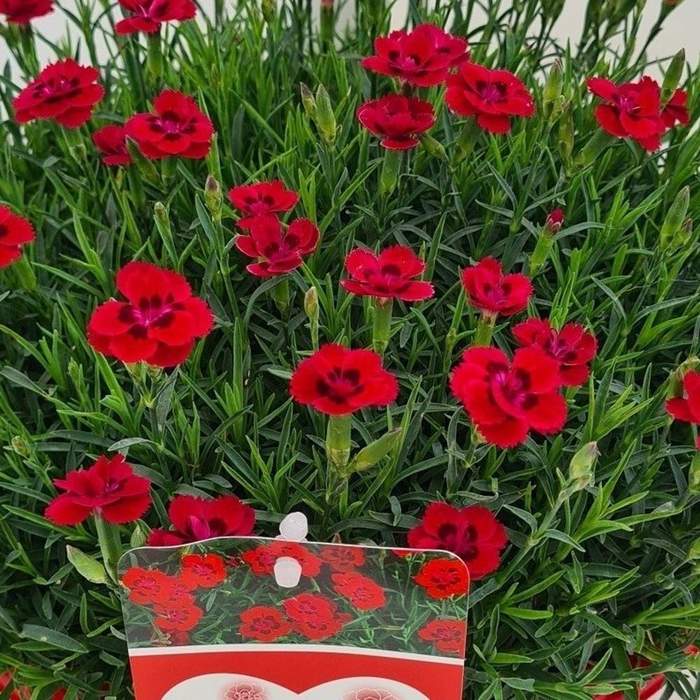 Levně Hvozdík péřitý 'Merci Fleuri' květináč 12cm