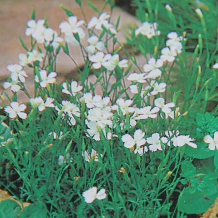 Levně Hvozdík kropenatý 'Confetti White' květináč 9cm