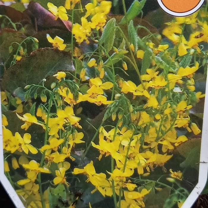 Levně Škornice zpeřená 'Frohnleiten' květináč 11cm