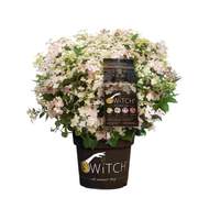 Hortenzie latnatá 'Switch' květináč 10 litrů