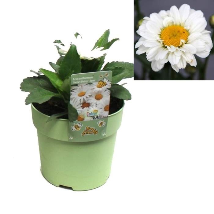 Levně Kopretina velkokvětá 'Sweet Daisy Jane' květináč 1,5 litru