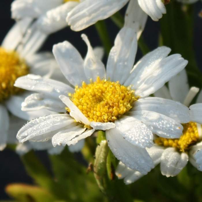 Levně Kopretina 'Snow Lady' květináč 9cm