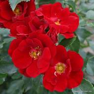 Růže Kordes 'Marondo' květináč 5 litrů