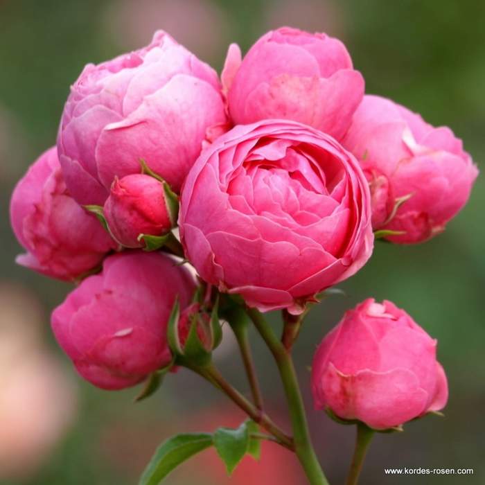 Levně Růže Kordes 'Pomponella' kmínek 80cm, květináč 7,5 litru