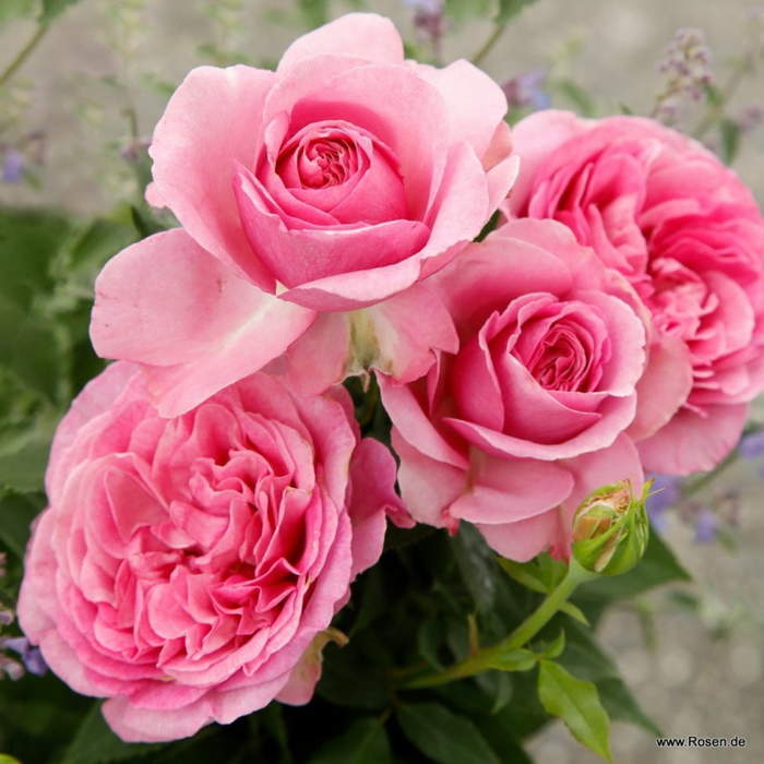 Levně Růže Kordes Parfuma 'Königin Marie' květináč 5 litrů
